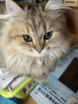 ひまり 様のお迎えした子猫