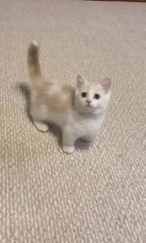 メル 様のお迎えした子猫