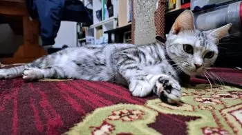 uus 様のお迎えした子猫