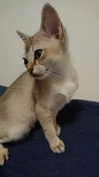 J.N 様のお迎えした子猫