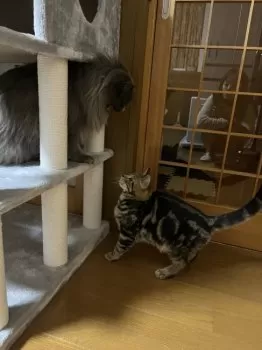 スネオ 様のお迎えした子猫