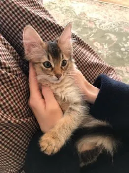 な 様のお迎えした子猫