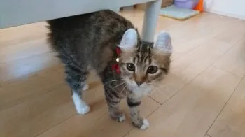りゝ 様のお迎えした子猫