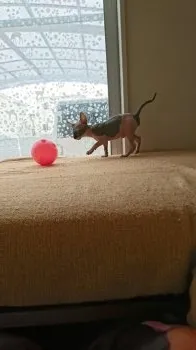 ちひ 様のお迎えした子猫