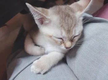 I 様のお迎えした子猫