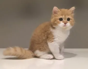 マロ 様のお迎えした子猫