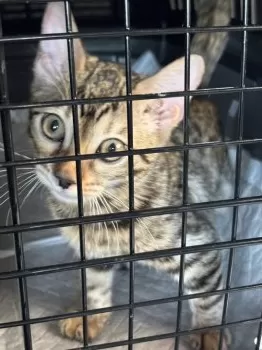 M.S 様のお迎えした子猫