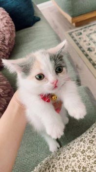 マンチカンの子猫をお迎えいただいたお客様の声 口コミ 評判 徳島県 みんなの子猫ブリーダー