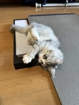 T.S 様のお迎えした子猫