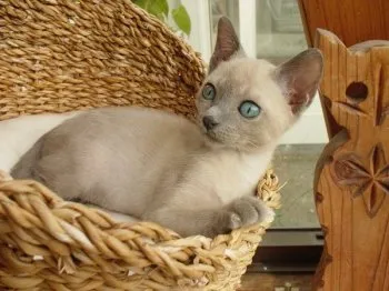 wakame* 様のお迎えした子猫
