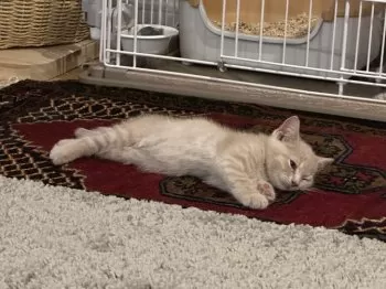 Y 様のお迎えした子猫