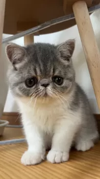 キタムラ 様のお迎えした子猫