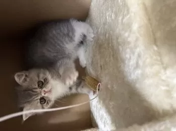 A.K 様のお迎えした子猫