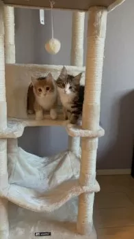 ぽん 様のお迎えした子猫