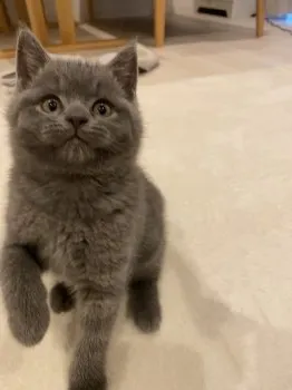 K.T 様のお迎えした子猫