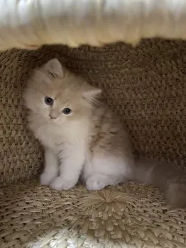 かずん 様のお迎えした子猫