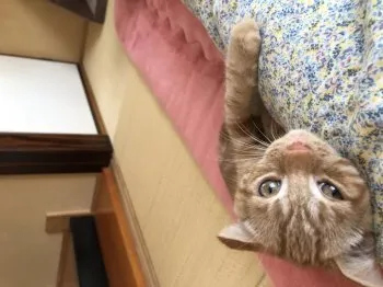 M.S 様のお迎えした子猫
