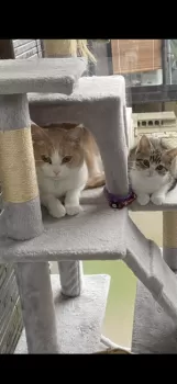 咲ママ 様のお迎えした子猫