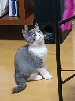 あおみち 様のお迎えした子猫