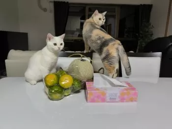 K.M 様のお迎えした子猫