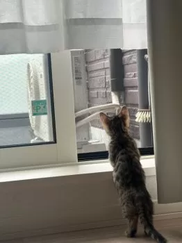H.G 様のお迎えした子猫