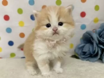 K.A 様のお迎えした子猫