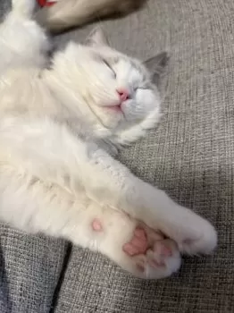 K.M 様のお迎えした子猫