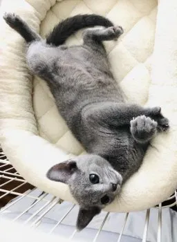 Mira 様のお迎えした子猫