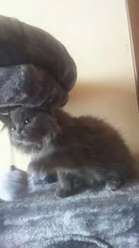 神ちゃん 様のお迎えした子猫