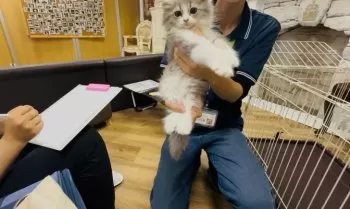 E.K 様のお迎えした子猫