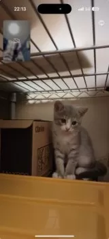 E.T 様のお迎えした子猫