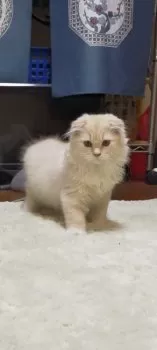 T.S 様のお迎えした子猫
