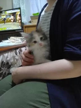 あび 様のお迎えした子猫
