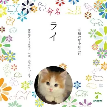 くぅちゃんパパ 様のお迎えした子猫