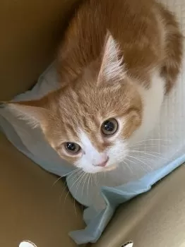 すいすい 様のお迎えした子猫