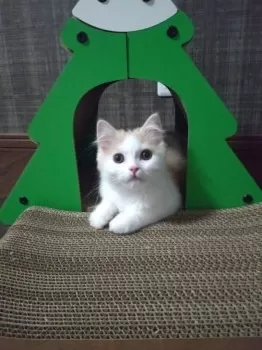 D&Y 様のお迎えした子猫