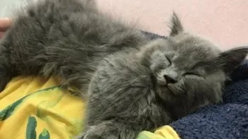 チナ 様のお迎えした子猫