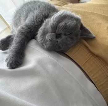 りりびん 様のお迎えした子猫