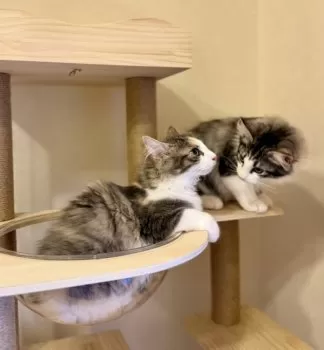 りおん&すいか 様のお迎えした子猫
