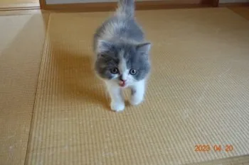 E.T 様のお迎えした子猫
