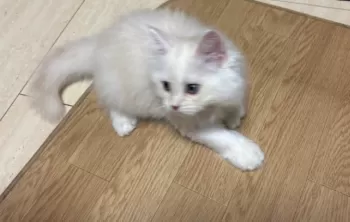 Y.H 様のお迎えした子猫