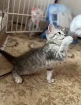 ミチヨ 様のお迎えした子猫