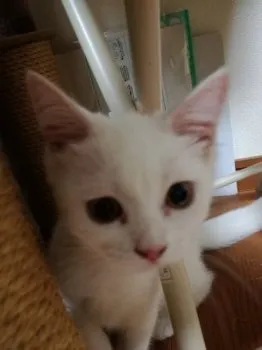 ケンジ 様のお迎えした子猫