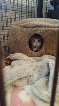 モアパパ 様のお迎えした子猫