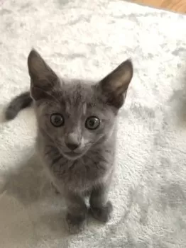 S.Y 様のお迎えした子猫