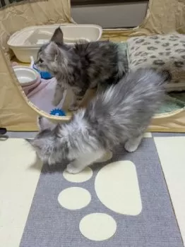 し〜ぷ 様のお迎えした子猫