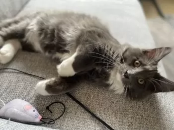 チノ 様のお迎えした子猫