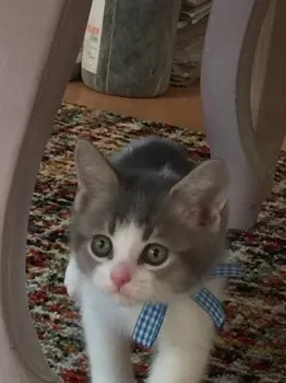 まど 様のお迎えした子猫