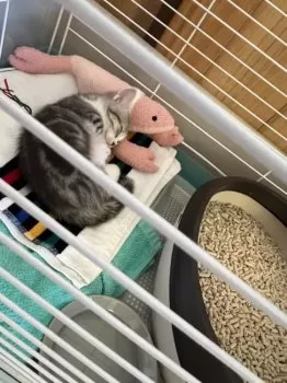 ゆきだるぅん 様のお迎えした子猫