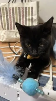 のん 様のお迎えした子猫
